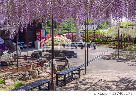 長泉寺　骨波田の藤棚2ー38 127403175