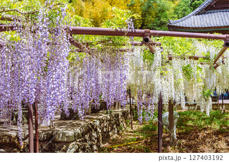 長泉寺　骨波田の藤棚2ー55 127403192