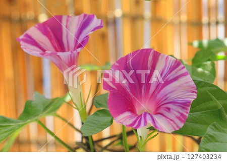 満開の朝顔（夏イメージ） 127403234