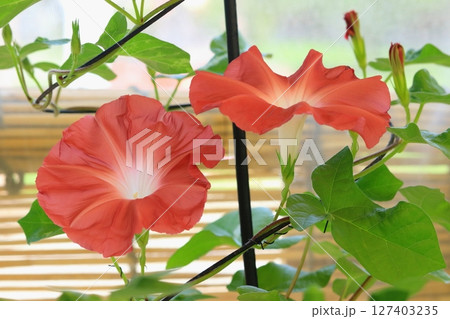 満開の朝顔(夏イメージ) 満開の朝顔(夏イメージ) 127403235
