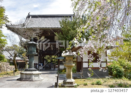 京都市　善峯寺の山門（楼門）と枝垂桜 127403457