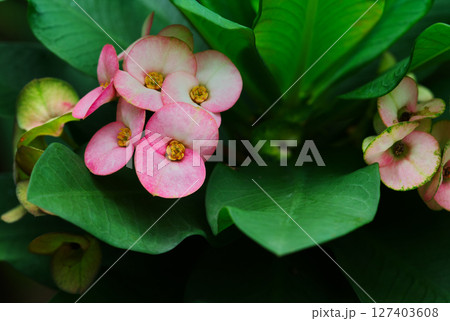 Close-up of a beautiful pink flower, Crown of Thorns or Christ Thorns, with natural light. Space for copy and design. 127403608