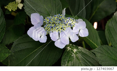 長弓寺のガクアジサイ 127403667