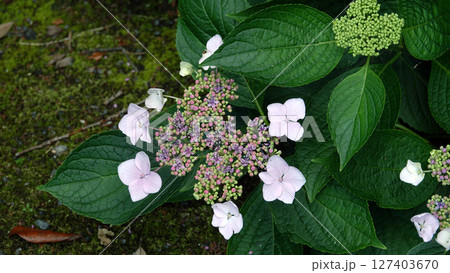 長弓寺のガクアジサイ 127403670