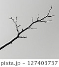 Bare Tree Branch Against Sky 127403737