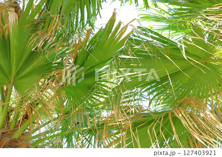 日南海岸　ヤシの木 127403921