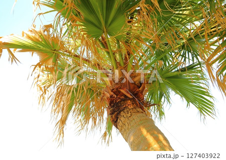 日南海岸　ヤシの木 127403922