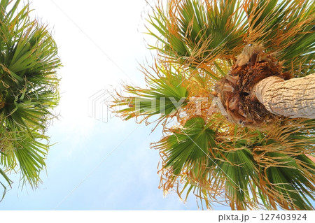 日南海岸　ヤシの木 127403924