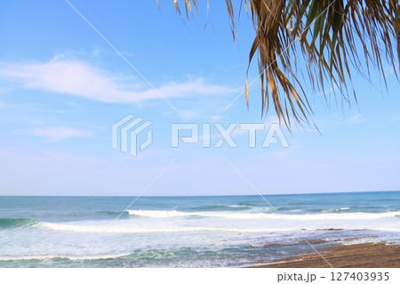 日南海岸　ヤシの木 127403935