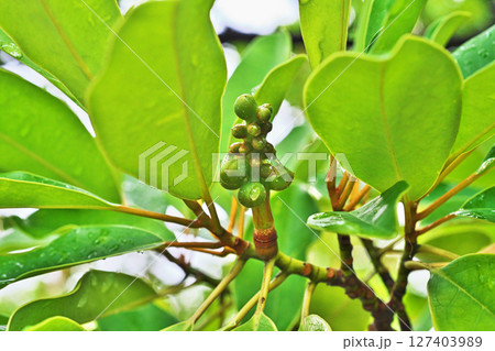 雨の水滴が付いているオガタマノキの実（夏、六月） 127403989