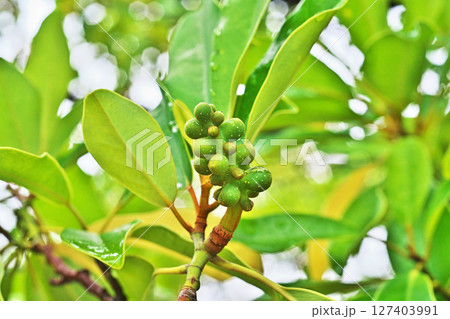 雨の水滴が付いているオガタマノキの実（夏、六月） 127403991