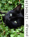 Black Cat Relaxing in Green Grass 127404134