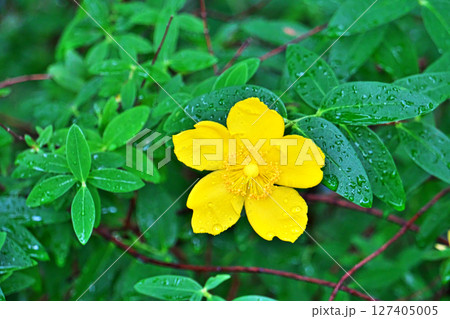 雨が降っている中で咲くキンシバイの花(ヒペリカム)(夏、六月) 雨が降っている中で咲くキンシバイの花(ヒペリカム)(夏、六月) 127405005