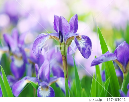 満開のヒメアヤメ 満開のヒメアヤメ 127405041