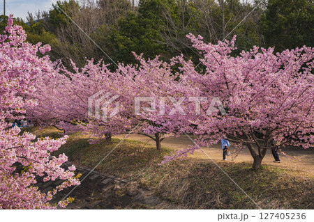 浜松市の東大山の河津桜の風景(静岡県) 浜松市の東大山の河津桜の風景(静岡県) 127405236