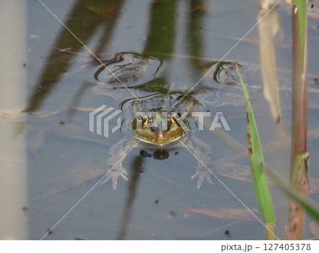 浅い池の水面から顔を出すトノサマガエル 浅い池の水面から顔を出すトノサマガエル 127405378