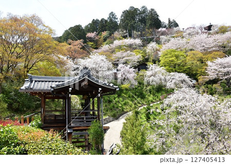 京都市 善峯寺桜あじさい苑の満開枝垂桜と幸福地蔵 京都市 善峯寺桜あじさい苑の満開枝垂桜と幸福地蔵 127405413