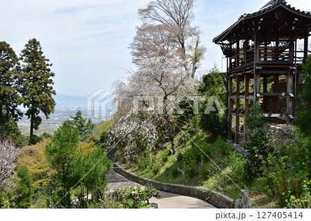 京都市　善峯寺桜あじさい苑の満開枝垂桜と散策路 127405414