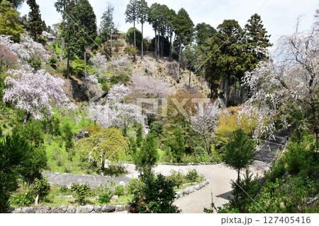 京都市　善峯寺桜あじさい苑の満開枝垂桜と散策路 127405416