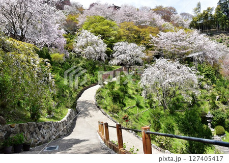 京都市 善峯寺桜あじさい苑の満開枝垂桜と散策路 京都市 善峯寺桜あじさい苑の満開枝垂桜と散策路 127405417