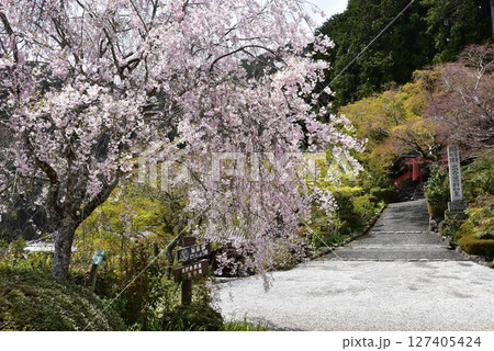 京都市　善峯寺の参道と満開枝垂桜 127405424