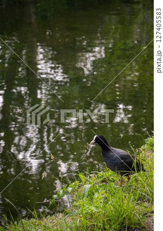 A coot standing by the side of the Grand Union Canal at Southall in London, UK. Eurasian coot (Fulica atra).  127405583