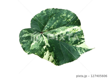 Waru or Hibiscus tiliaceus Variegated leaves are dark green Waru or Hibiscus tiliaceus Variegated leaves are dark green 127405606