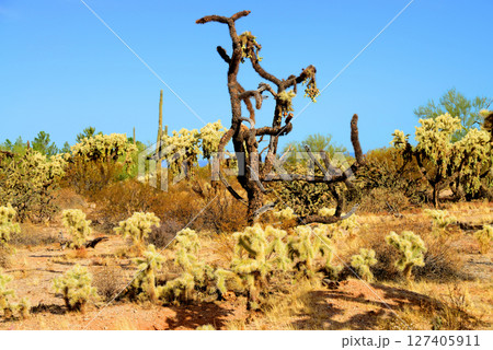 Cholla cactus, Sonora Desert, Mid Spring 127405911
