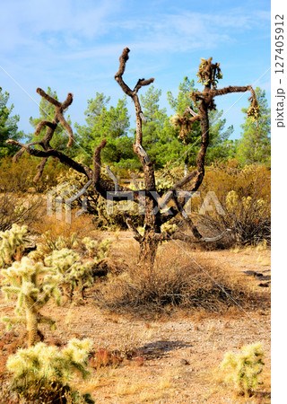 Cholla cactus, Sonora Desert, Mid Spring Cholla cactus, Sonora Desert, Mid Spring 127405912