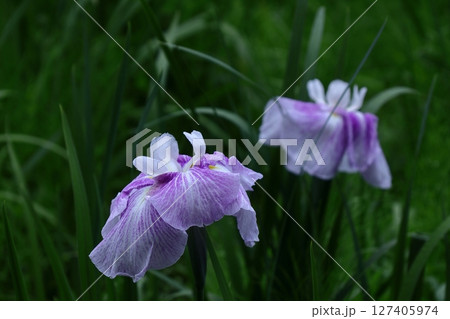 凛として優雅に咲く 127405974