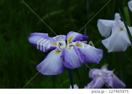 凛として優雅に咲く 凛として優雅に咲く 127405975