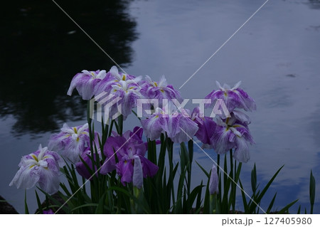 凛として優雅に咲く 127405980