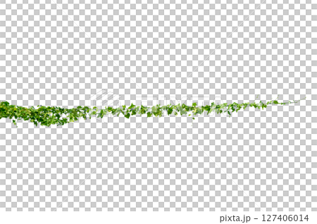 vine frame leaf vine circle Isolate on transparent background PNG file vine frame leaf vine circle Isolate on transparent background PNG file 127406014
