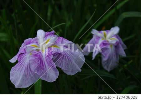 凛として優雅に咲く 凛として優雅に咲く 127406028