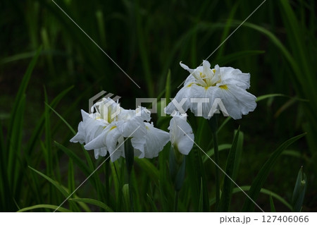 凛として優雅に咲く 凛として優雅に咲く 127406066