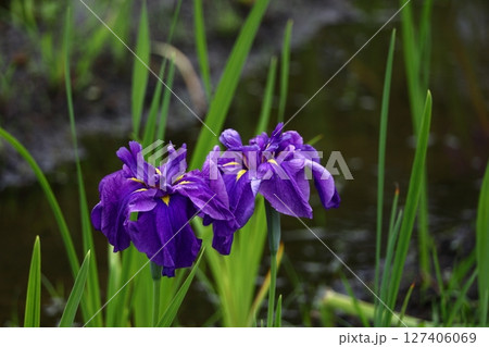 凛として優雅に咲く 127406069