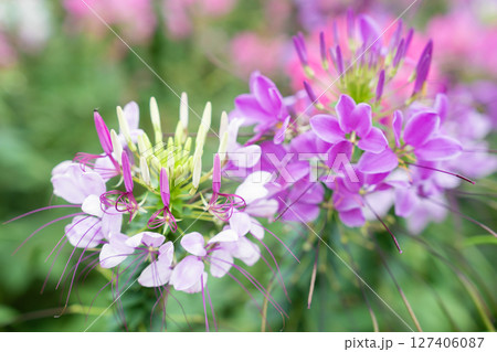 Flowers garden, Spider flower ,Cleome spinosa, Ornamental flowers. 127406087