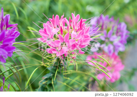 Flowers garden, Spider flower ,Cleome spinosa, Ornamental flowers. Flowers garden, Spider flower ,Cleome spinosa, Ornamental flowers. 127406092