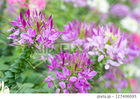 Flowers garden, Spider flower ,Cleome spinosa, Ornamental flowers. 127406095
