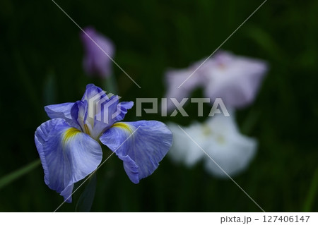 凛として優雅に咲く 凛として優雅に咲く 127406147