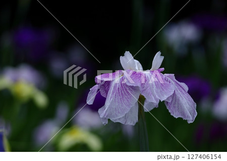 凛として優雅に咲く 凛として優雅に咲く 127406154