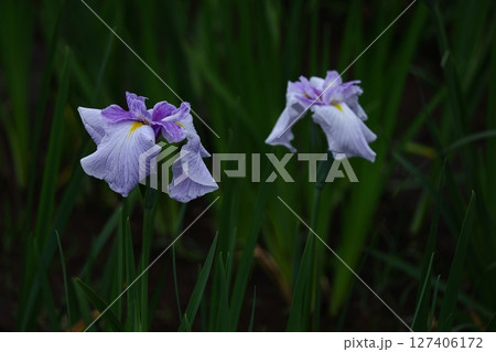 凛として優雅に咲く 凛として優雅に咲く 127406172