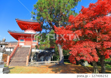 【京都府】快晴の大覚寺 心経宝塔と紅葉 127406232