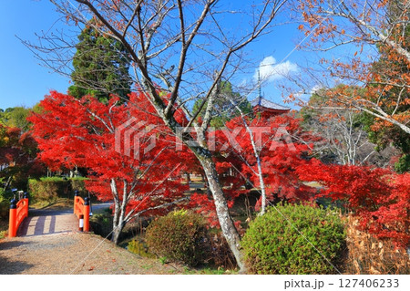 【京都府】快晴の大覚寺の大沢池の紅葉 127406233