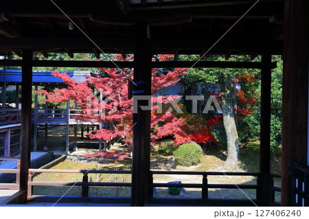 【京都府】快晴の大覚寺の紅葉 127406240