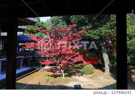 【京都府】快晴の大覚寺の紅葉 127406241