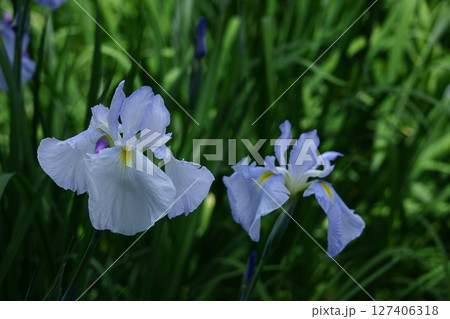 凛として優雅に咲く 凛として優雅に咲く 127406318