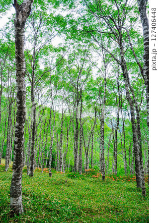 初夏の神秘的な白樺林 初夏の神秘的な白樺林 127406448