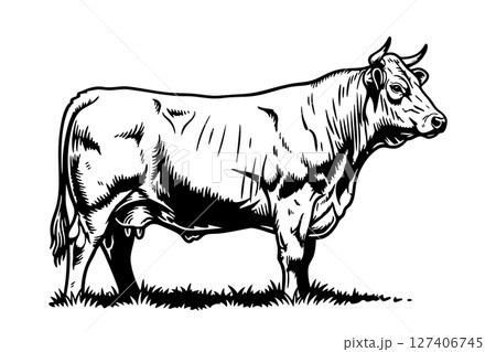 Detailed black and white illustration of a Belgian Blue cow in side profile, standing on grass in vintage engraving style. Farm animals. 127406745