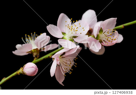 sakura flowers sakura flowers 127406938